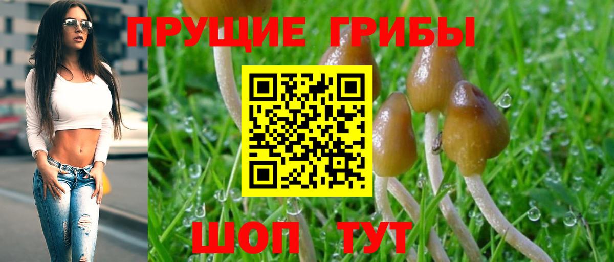Медногорск  Псилоцибиновые грибы Psilocybe  Вход с VPN 